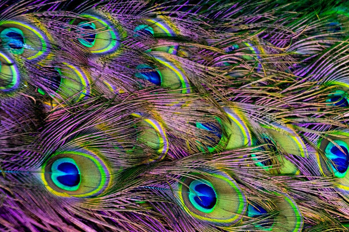 птицы, павлины