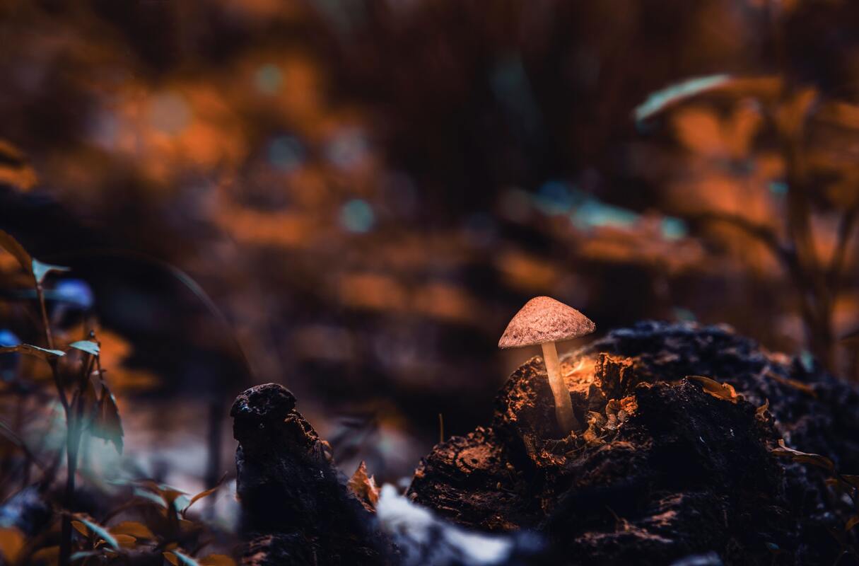 грибы, лесные грибы, поляна, лес, 3д, 3d