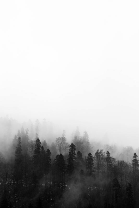 лес, деревья, роща, ветви, туман, черно белые