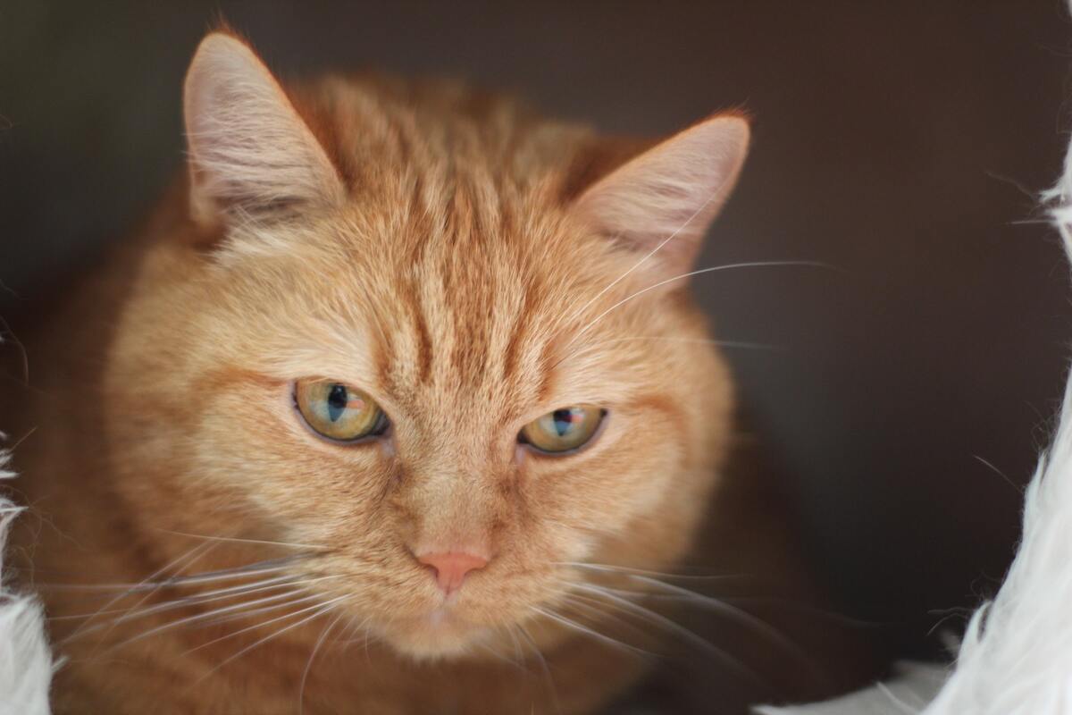 кот, кошка, животные, домашние животные, коты, кошки