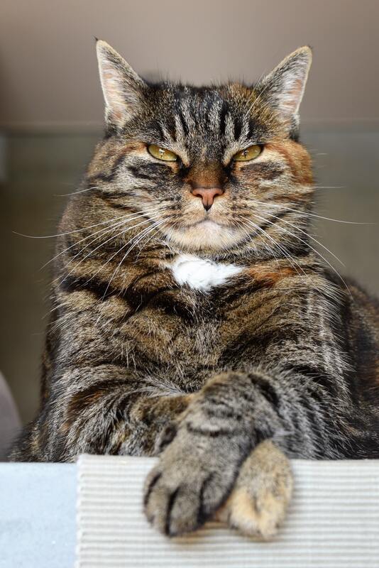 кот, кошка, животные, домашние животные, коты, кошки