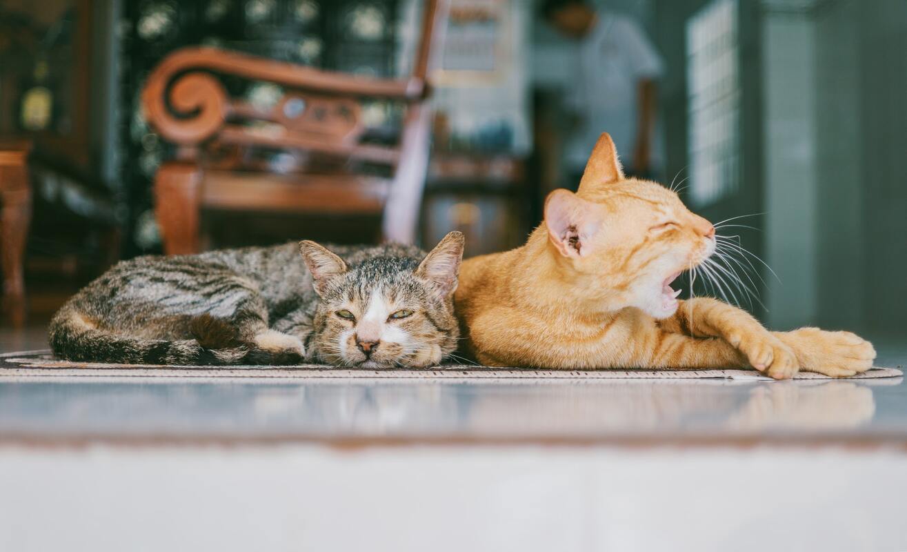 кот, кошка, животные, домашние животные, коты, кошки