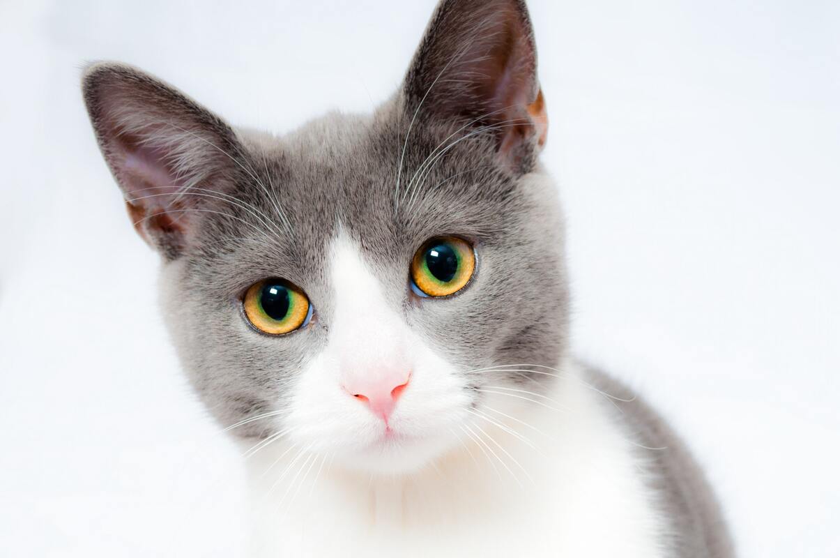 кот, кошка, животные, домашние животные, коты, кошки