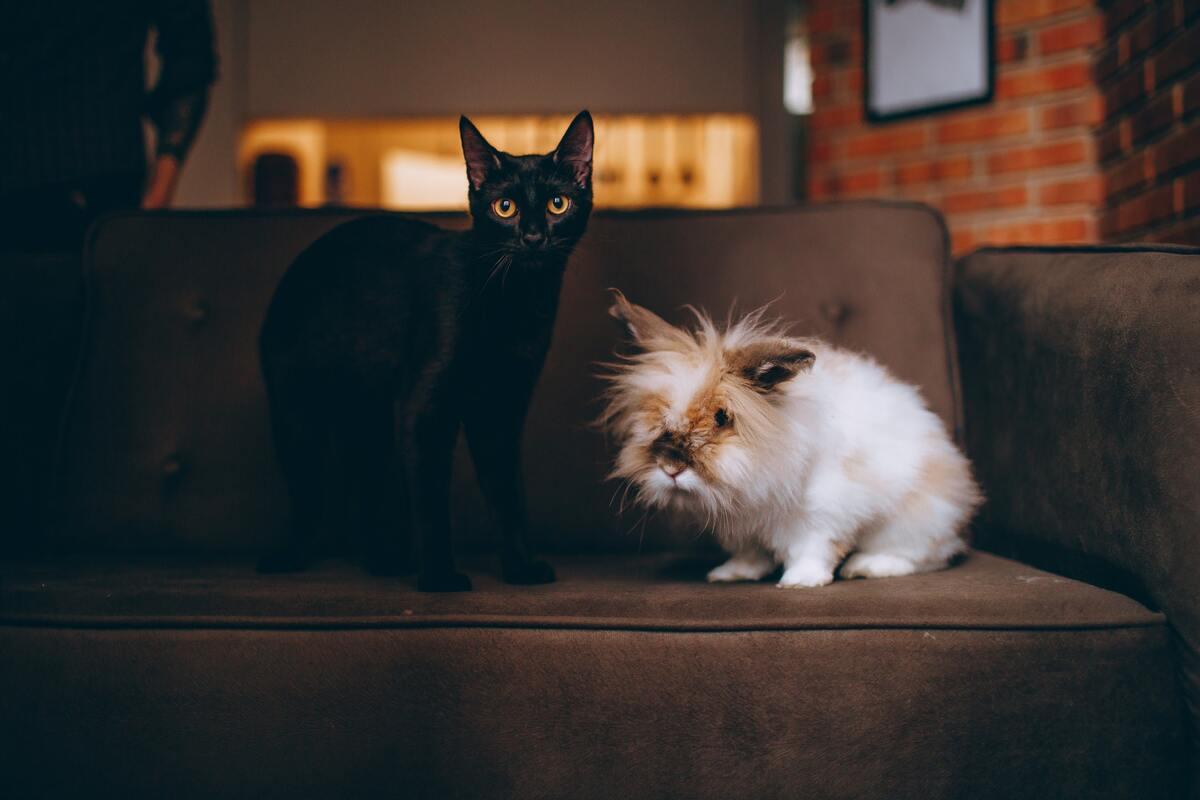 кот, кошка, животные, домашние животные, коты, кошки