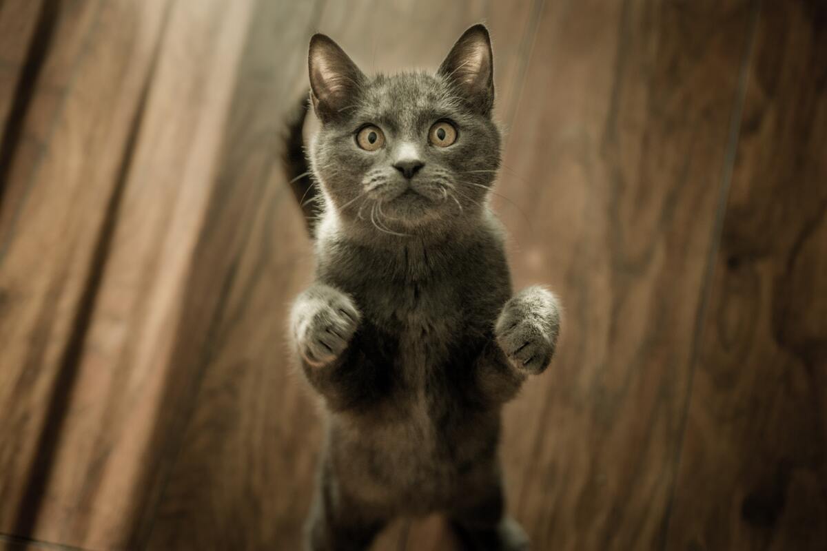 кот, кошка, животные, домашние животные, коты, кошки