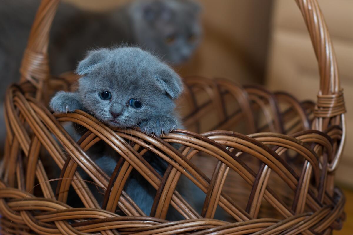 кот, кошка, животные, домашние животные, коты, кошки, корзина