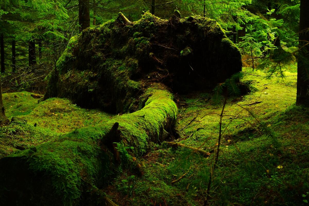 лес, мох, ели, дерево, корни, зеленые