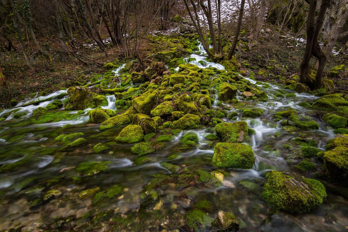 лес, деревья, ветви, природа, мох, камни, вода, река