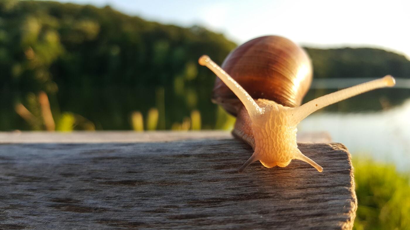 улитка, бревно, водоем, озеро, 3д, 3d