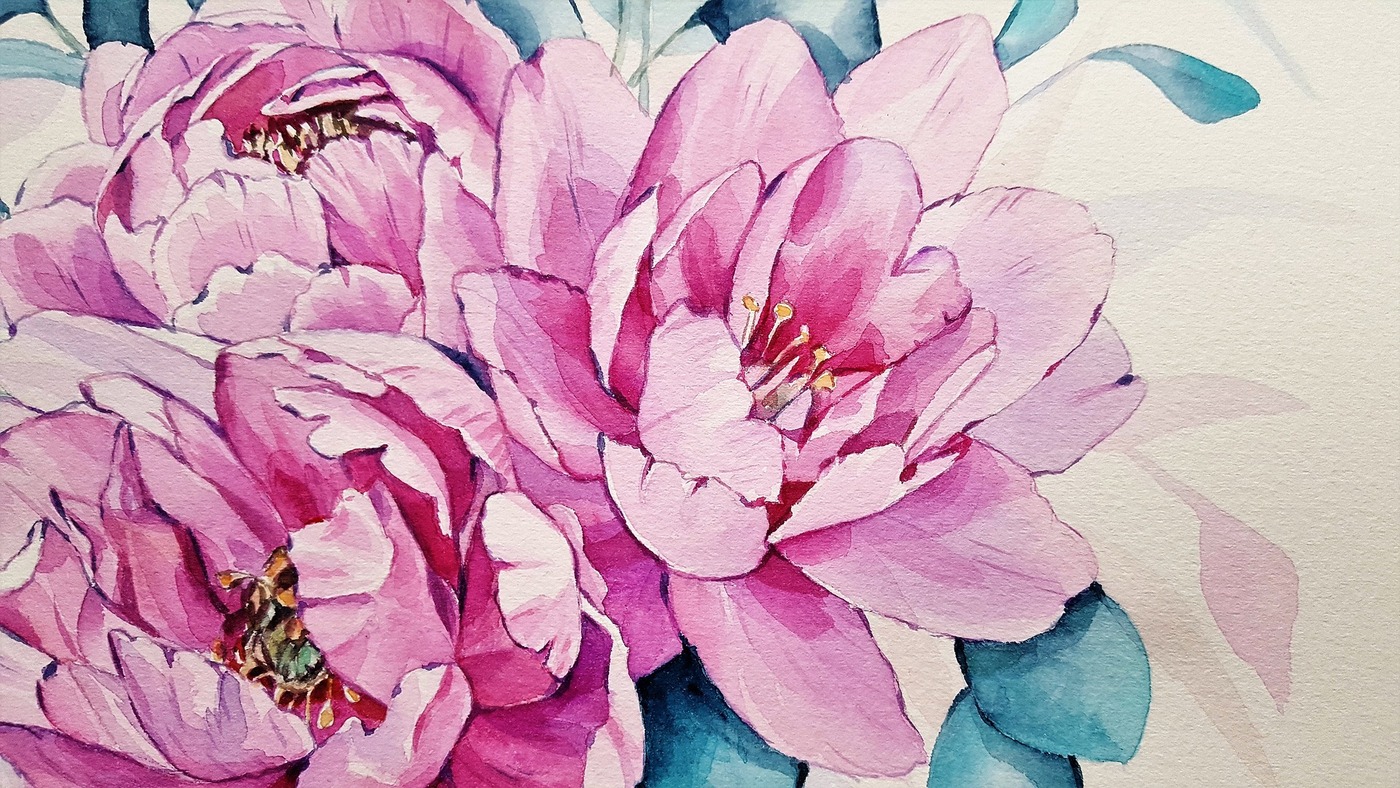 живопись, цветы, пионы, акварель
