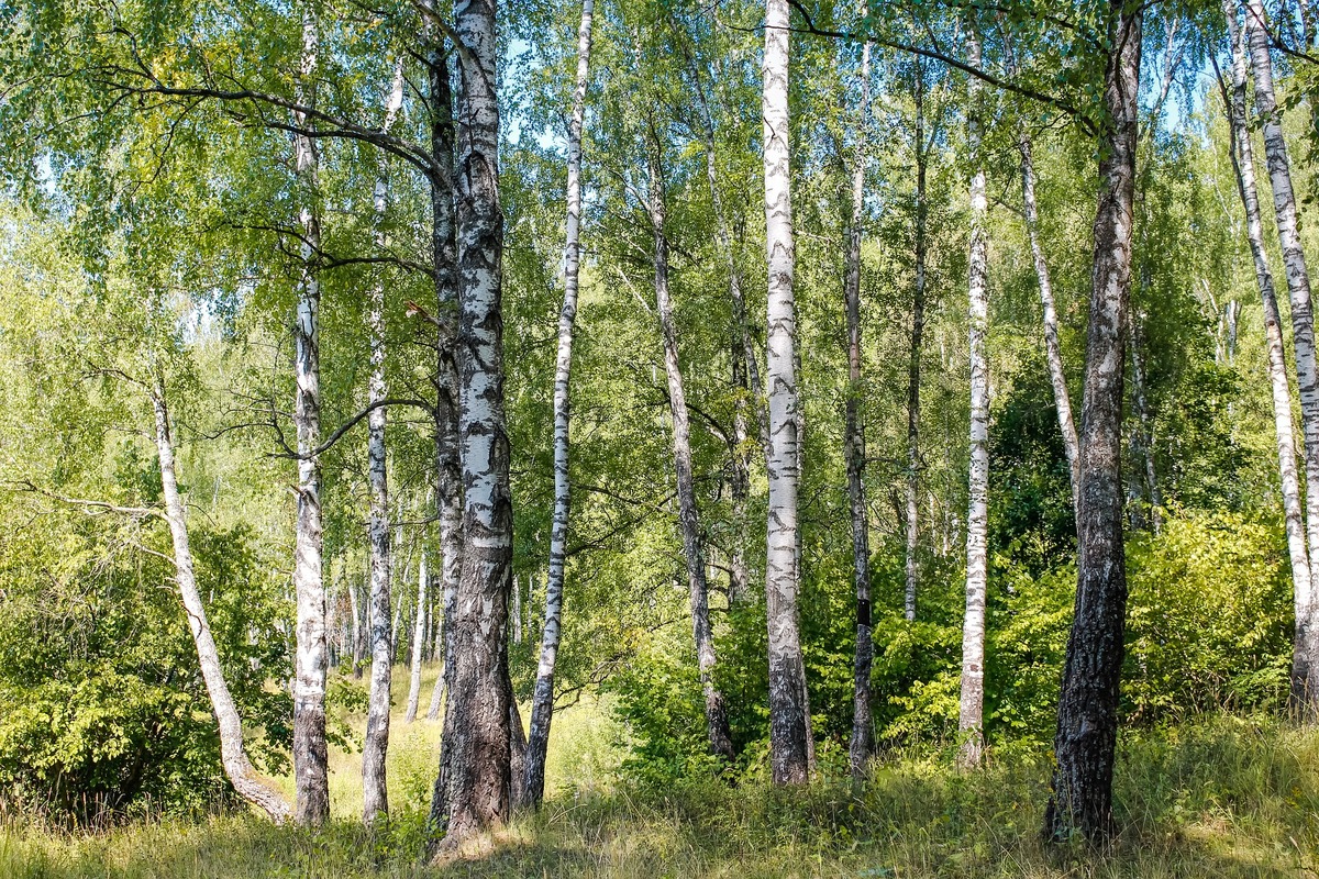 лес, деревья, ветви, природа, березы, 3д, 3d, роща