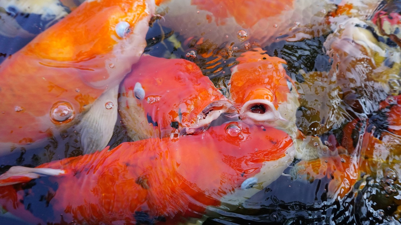 рыбки, рыбки кои, водоем