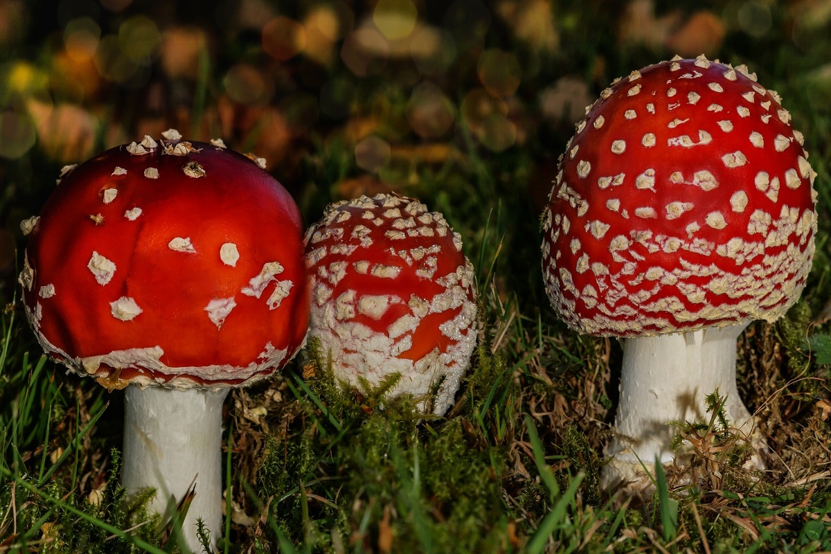 мухоморы, грибы, природа, лес