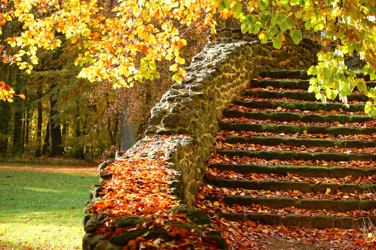 лестница, листья, трава, природа
