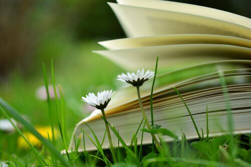 книга, страницы, 3д, 3d, ромашки, полевые цветы
