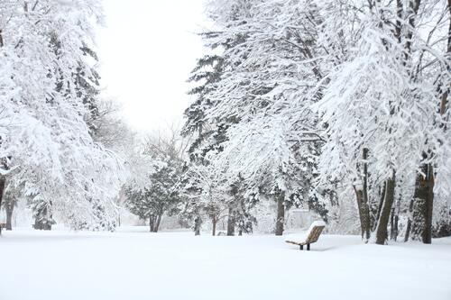 лес, парк, ветви, зимний лес, зима, лавочка, скамейка