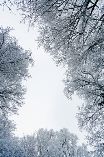 лес, деревья, ветви, природа, зимний лес, вид снизу