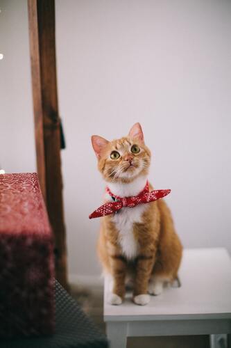 кот, кошка, животные, домашние животные, коты, кошки