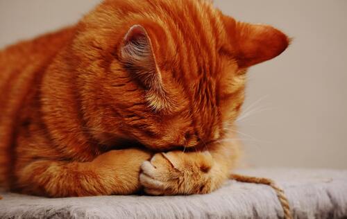 кот, кошка, животные, домашние животные, коты, кошки