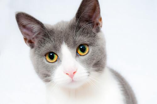 кот, кошка, животные, домашние животные, коты, кошки