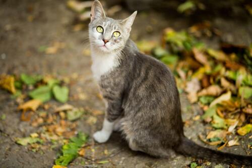 кот, кошка, животные, домашние животные, коты, кошки