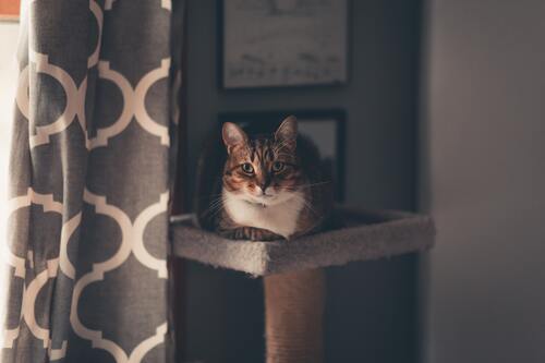 кот, кошка, животные, домашние животные, коты, кошки