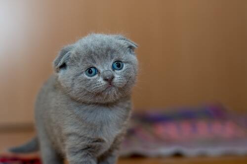 кот, кошка, животные, домашние животные, коты, кошки