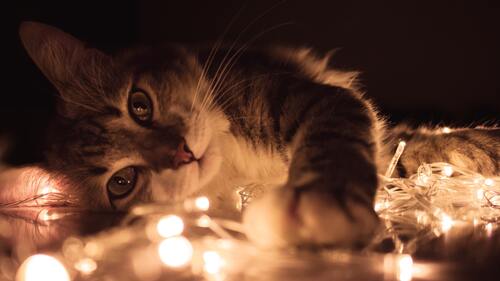 кот, кошка, животные, домашние животные, коты, кошки