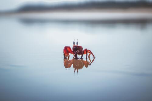 краб, пляж, море, животные