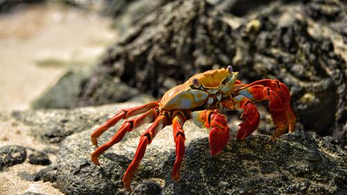 краб, море, песок, камни, животные