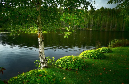 лес, деревья, ветви, природа, березы, 3д, 3d, озеро, водоем, пруд, пейзаж