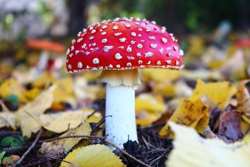 мухоморы, грибы, природа, лес