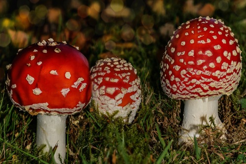 мухоморы, грибы, природа, лес