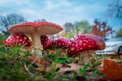 мухоморы, грибы, природа, лес