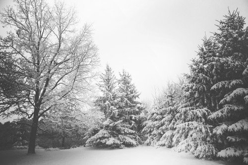 лес, зимний лес, зима, белые