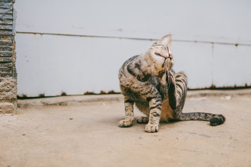 кот, кошка, животные, домашние животные, коты, кошки